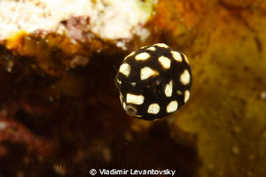 Juvenile Smooth Trunkfish, ~1/2 inch in size. by Vladimir Levantovsky 